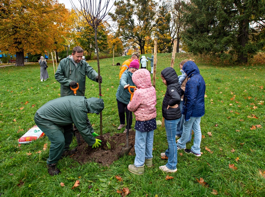 Śliwy, wiśnie i kasztanowce w parku Traugutta zdjęcie nr 338349 Śliwy, wiśnie i kasztanowce w parku Traugutta zdjęcie nr 338349