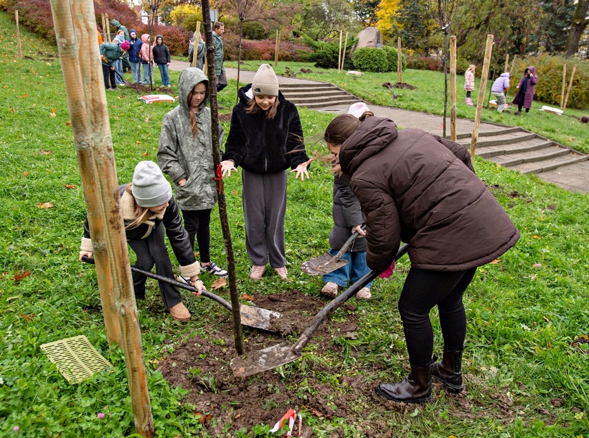Śliwy, wiśnie i kasztanowce w parku Traugutta zdjęcie nr 338352 Śliwy, wiśnie i kasztanowce w parku Traugutta zdjęcie nr 338352