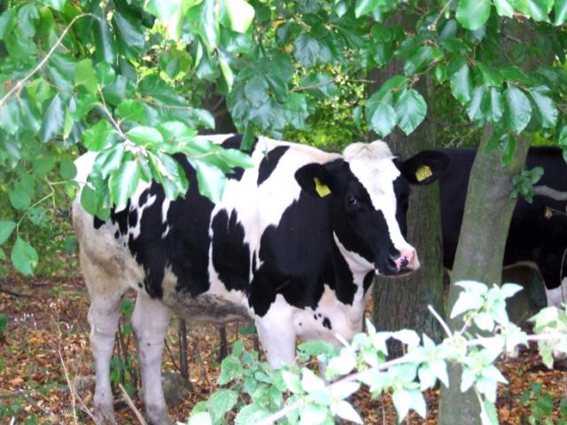 Rowerem wzdłuż Kanału Elbląskiego zdjęcie nr 27381