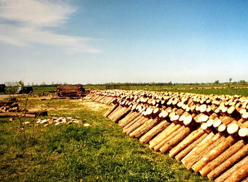 Drzewo - jeden z głównych materiałów budowlanych.