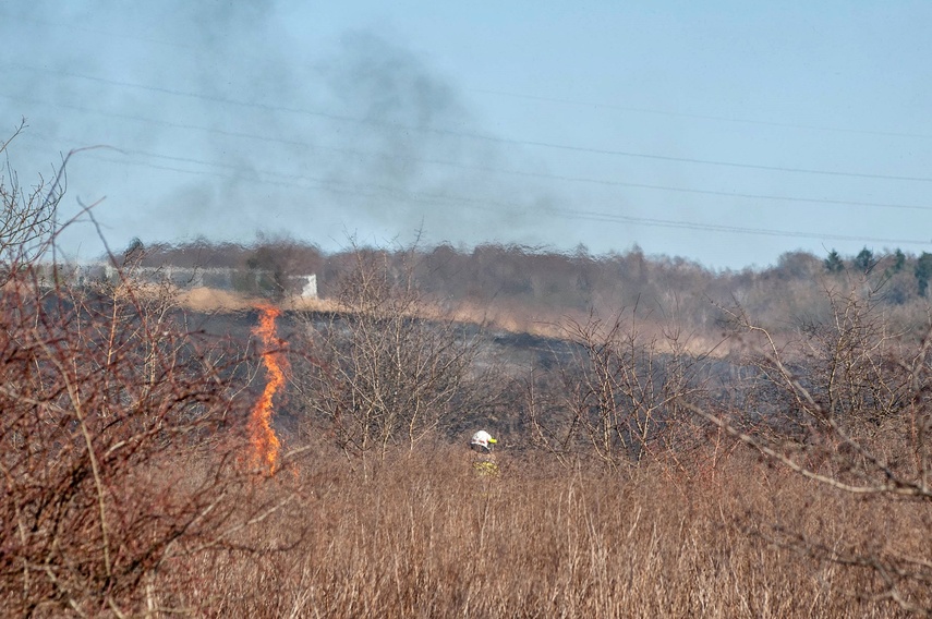 Pożar traw przy Wschodniej zdjęcie nr 344455