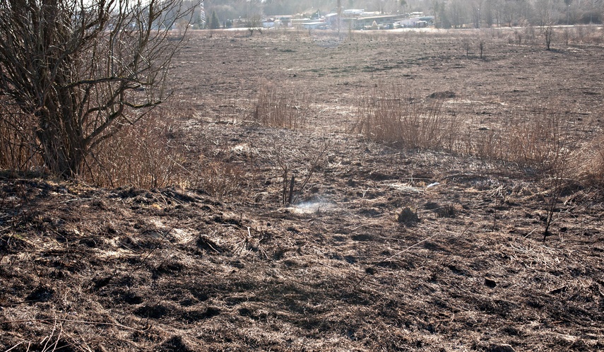 Pożar traw przy Wschodniej zdjęcie nr 344464