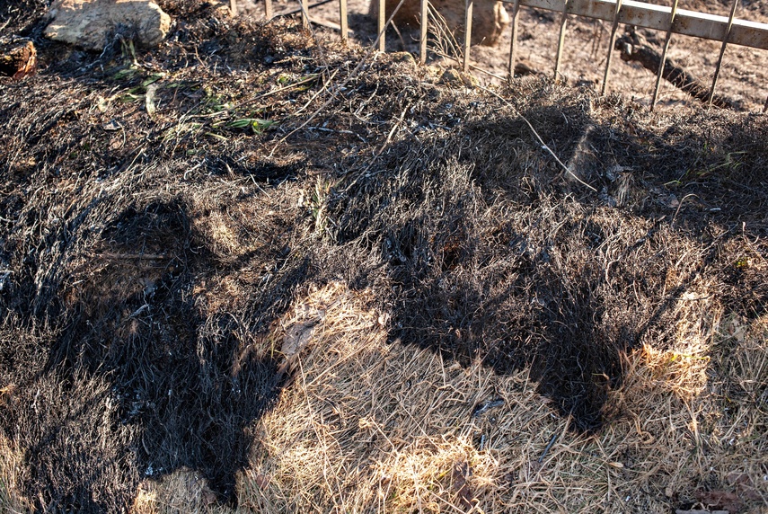 Pożar traw przy Wschodniej zdjęcie nr 344462