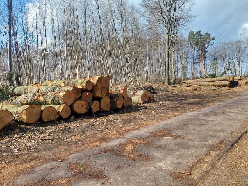 Czytelnik: szlak do plaży bez drzew zdjęcie nr 346022
