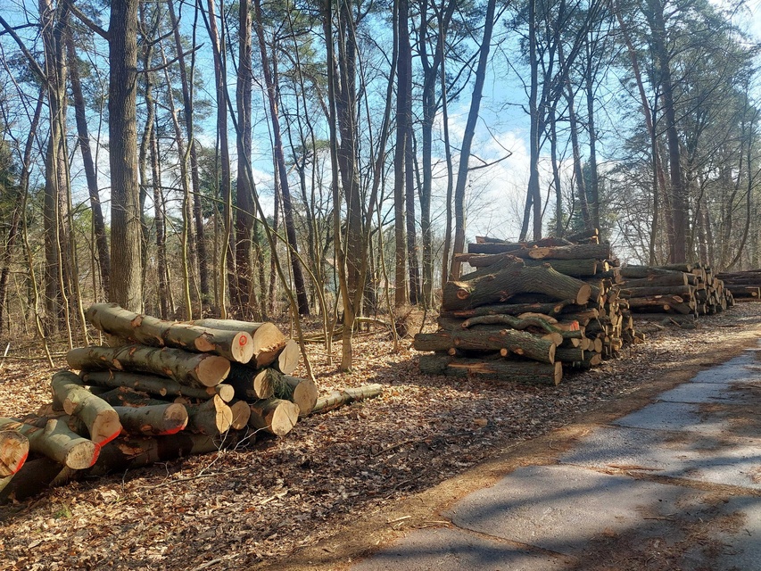 Czytelnik: szlak do plaży bez drzew zdjęcie nr 346017
