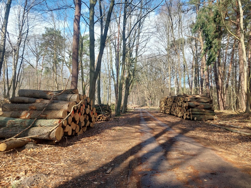 Czytelnik: szlak do plaży bez drzew zdjęcie nr 346018