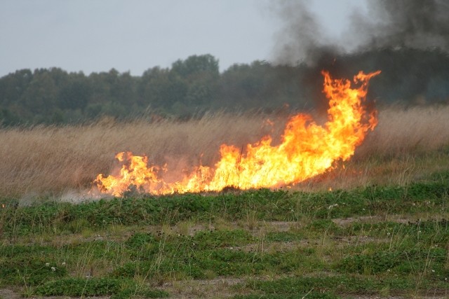 Grzechotnik 2009 zdjęcie nr 27935