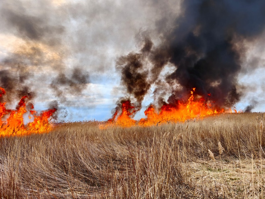 Kolejny pożar trzcinowiska zdjęcie nr 346076