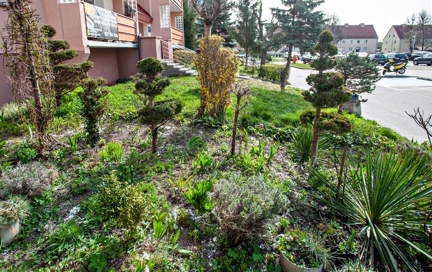 Mieszkańcy: Pielęgnowaliśmy to trzydzieści lat, teraz spółdzielnia każe wszystko usunąć zdjęcie nr 346324