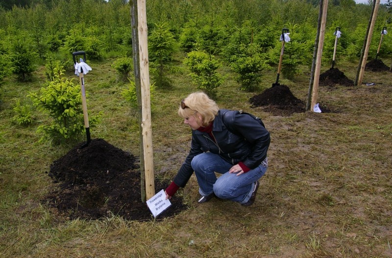 Dęby przyjaźni na elbląskiej Modrzewinie (w obiektywie Henryka Myślińskiego) zdjęcie nr 351403 Dęby przyjaźni na elbląskiej Modrzewinie (w obiektywie Henryka Myślińskiego) zdjęcie nr 351403
