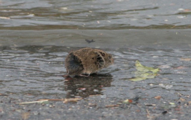 Walka z wodą w Nowakowie zdjęcie nr 28340