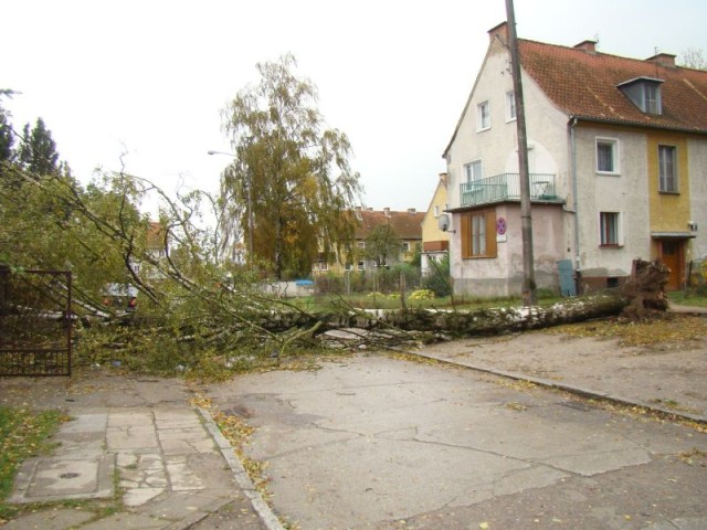 Drzewo przewróciło się na Słowackiego zdjęcie nr 28363