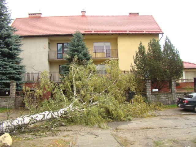 Drzewo przewróciło się na Słowackiego zdjęcie nr 28364