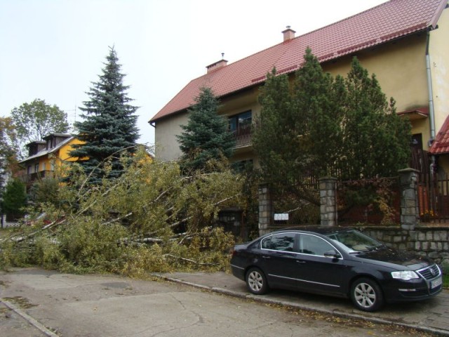 Drzewo przewróciło się na Słowackiego zdjęcie nr 28365