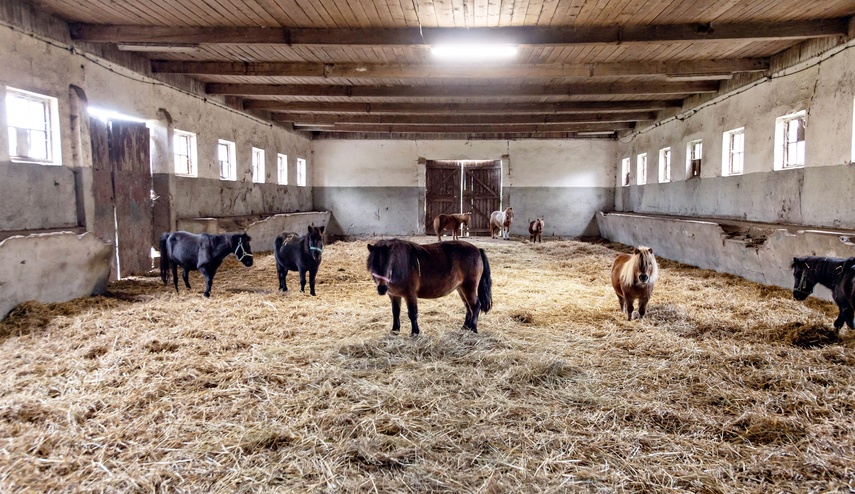 Nie mają dokąd pójść. Uratowane konie potrzebują pilnej pomocy zdjęcie nr 355080 Nie mają dokąd pójść. Uratowane konie potrzebują pilnej pomocy zdjęcie nr 355080
