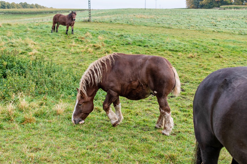 Nie mają dokąd pójść. Uratowane konie potrzebują pilnej pomocy zdjęcie nr 355075 Nie mają dokąd pójść. Uratowane konie potrzebują pilnej pomocy zdjęcie nr 355075