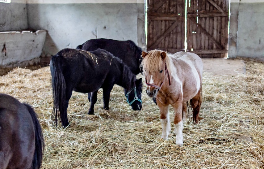 Nie mają dokąd pójść. Uratowane konie potrzebują pilnej pomocy zdjęcie nr 355089 Nie mają dokąd pójść. Uratowane konie potrzebują pilnej pomocy zdjęcie nr 355089