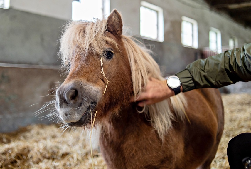 Nie mają dokąd pójść. Uratowane konie potrzebują pilnej pomocy zdjęcie nr 355087 Nie mają dokąd pójść. Uratowane konie potrzebują pilnej pomocy zdjęcie nr 355087