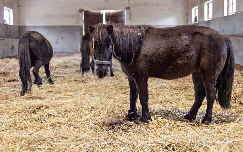 Nie mają dokąd pójść. Uratowane konie potrzebują pilnej pomocy zdjęcie nr 355084 Nie mają dokąd pójść. Uratowane konie potrzebują pilnej pomocy zdjęcie nr 355084
