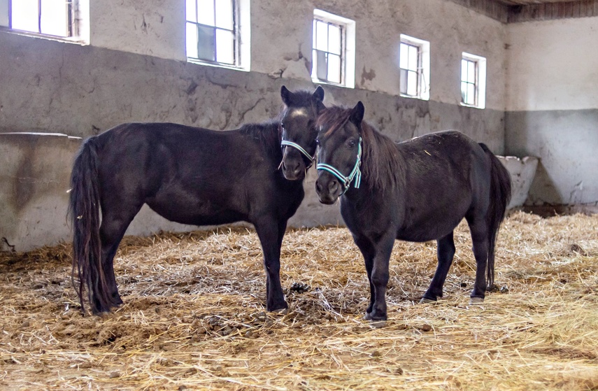 Nie mają dokąd pójść. Uratowane konie potrzebują pilnej pomocy zdjęcie nr 355085 Nie mają dokąd pójść. Uratowane konie potrzebują pilnej pomocy zdjęcie nr 355085