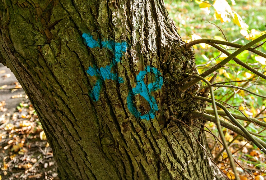 Tu wycinki nie będzie zdjęcie nr 355147