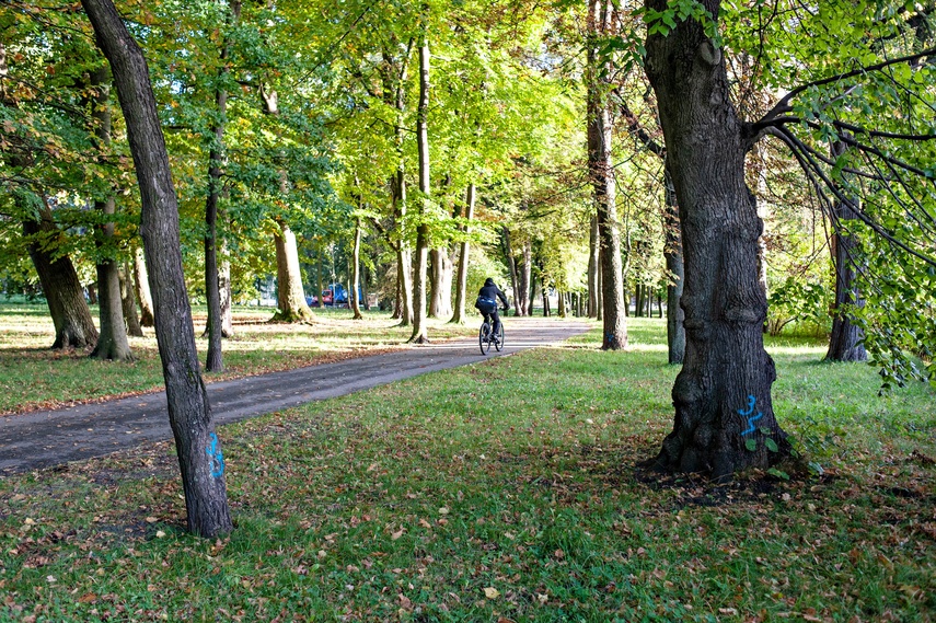 Tu wycinki nie będzie zdjęcie nr 355144