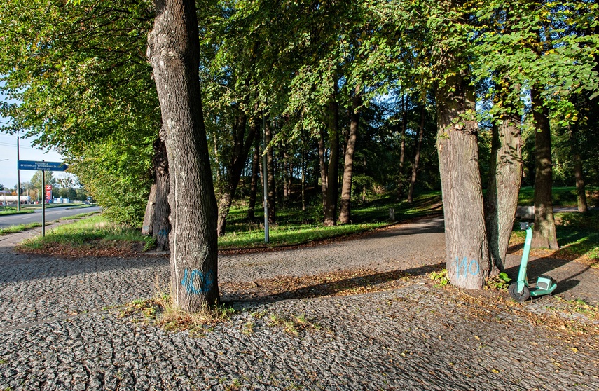 Tu wycinki nie będzie zdjęcie nr 355151