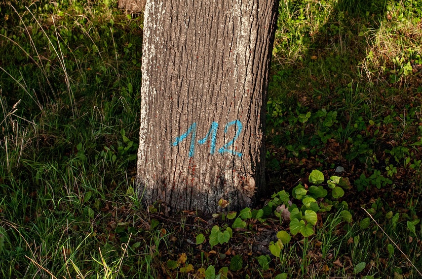 Tu wycinki nie będzie zdjęcie nr 355150