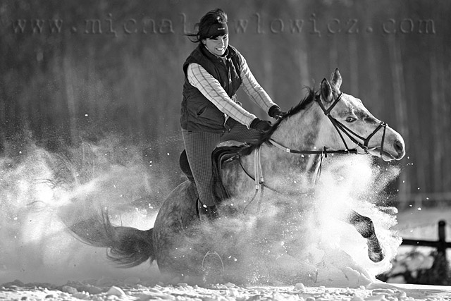 Konie i śnieg zdjęcie nr 31365