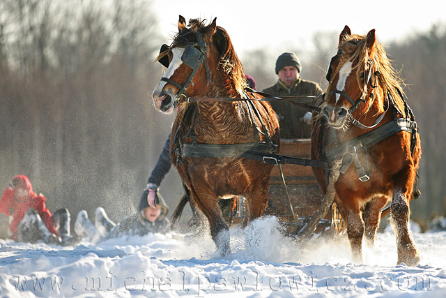 Konie i śnieg zdjęcie nr 31361