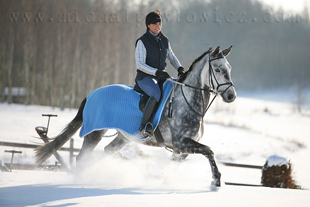 Konie i śnieg zdjęcie nr 31370