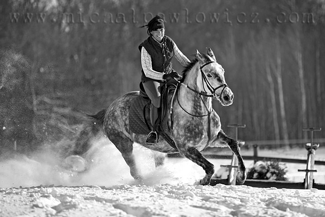 Konie i śnieg zdjęcie nr 31364