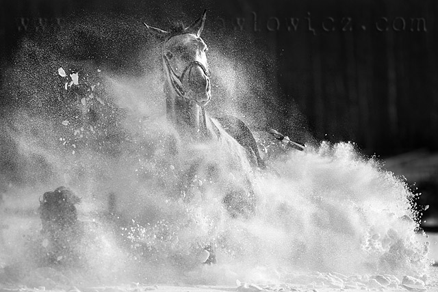 Konie i śnieg zdjęcie nr 31369