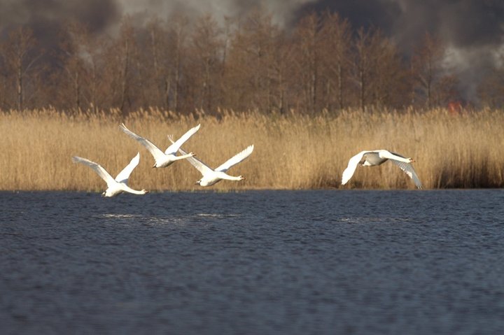 Pożar nad jeziorem zdjęcie nr 34187