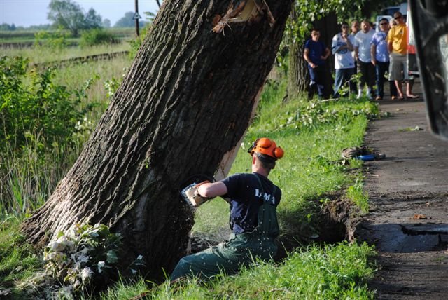 Drzewo na drodze zdjęcie nr 36268