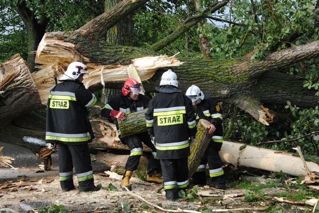 Drzewo na drodze zdjęcie nr 36263