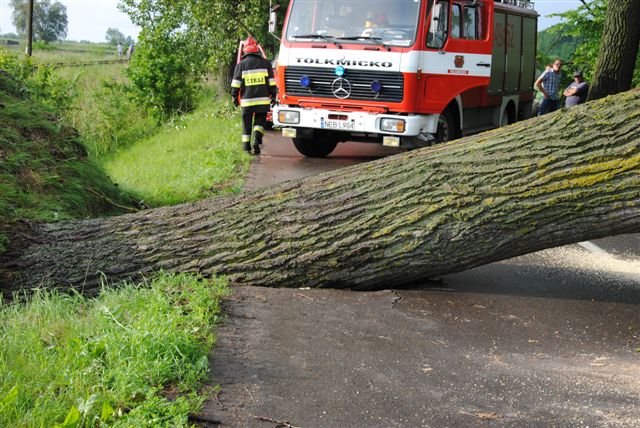 Elbląg Drzewo na drodze