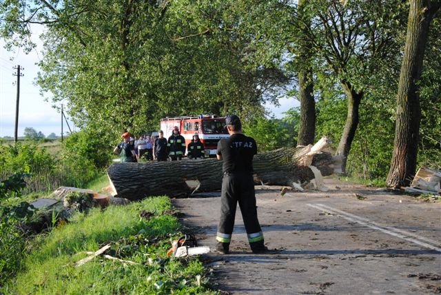Drzewo na drodze zdjęcie nr 36269