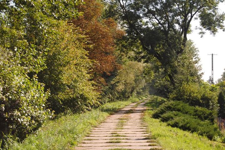 Rowerem nad Druzno zdjęcie nr 39356