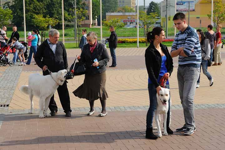 Najlepszy przyjaciel człowieka zdjęcie nr 39805