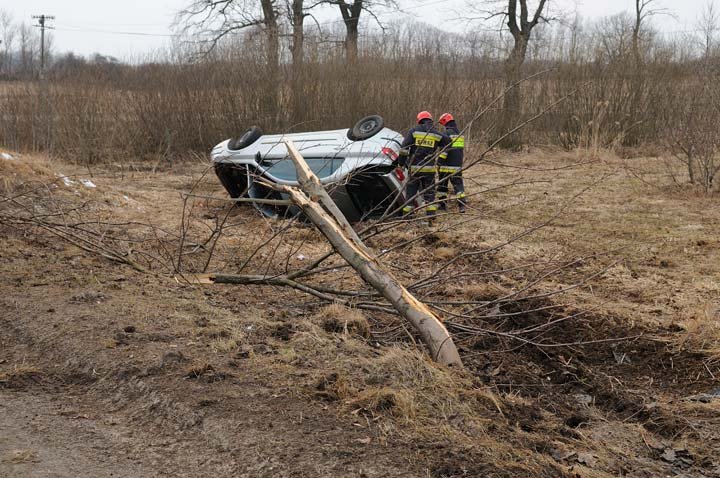 Laguną ścięła drzewo zdjęcie nr 43096