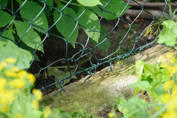Pierwsza odłownia dzików w Elblągu zdjęcie nr 47261