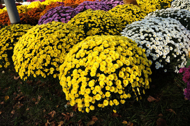 Przed Świętem Zmarłych zdjęcie nr 62943