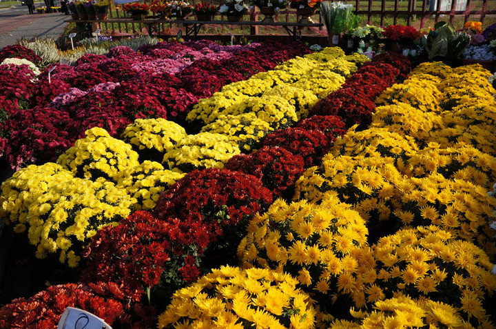 Przed Świętem Zmarłych zdjęcie nr 62941