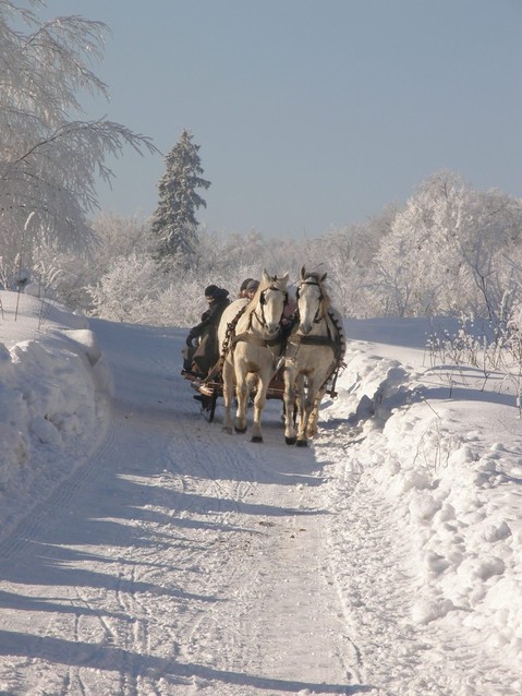 Z kopyta kulig rwie... zdjęcie nr 65365