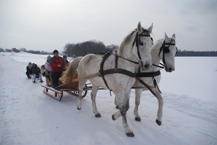 Z kopyta kulig rwie... zdjęcie nr 65364