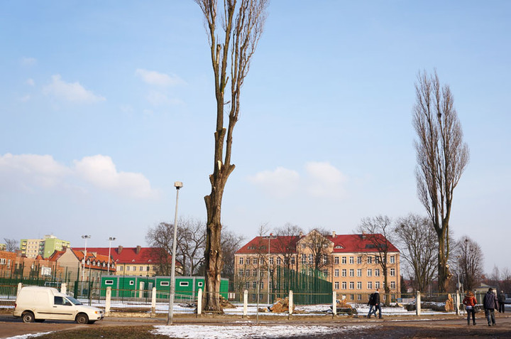 Wyciąć stare, posadzić nowe zdjęcie nr 66097