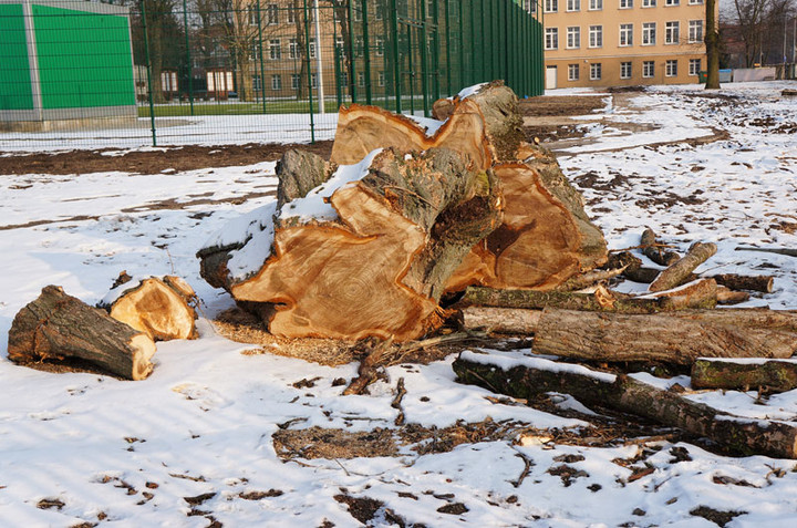 Wyciąć stare, posadzić nowe zdjęcie nr 66094