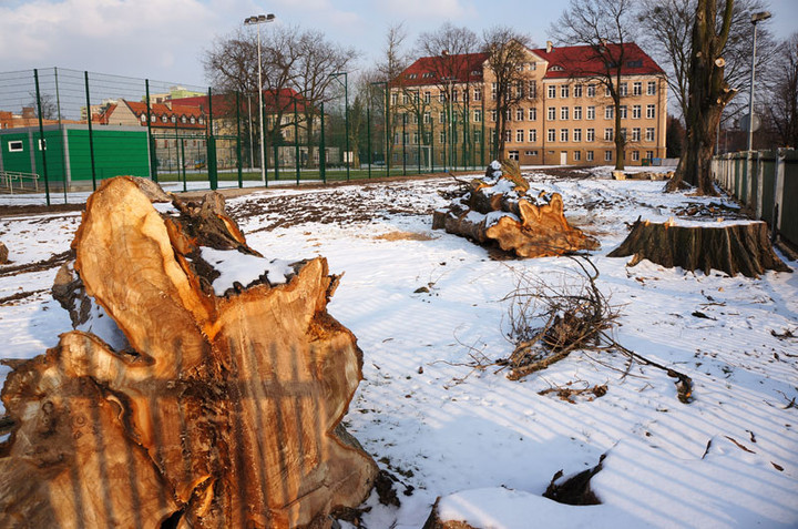 Wyciąć stare, posadzić nowe zdjęcie nr 66092