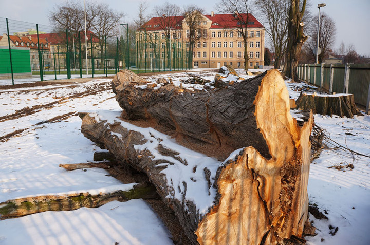 Wyciąć stare, posadzić nowe zdjęcie nr 66095